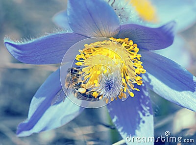 Bee pollinate pulsatilla flower, blue filter Stock Photo