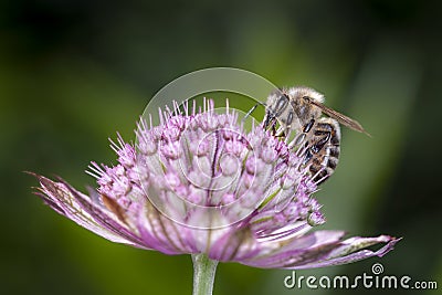 Bee - Apis mellifera - pollinates Astrantia Major Stock Photo