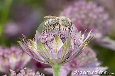 Bee - Apis mellifera - pollinates Astrantia Major Stock Photo