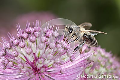 Bee - Apis mellifera - pollinates Astrantia Major Stock Photo