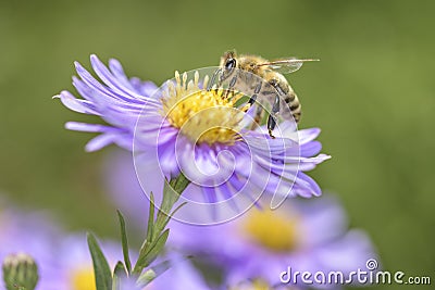 Bee - Apis mellifera - pollinates Michaelmas daisy - Aster novi-belgii Stock Photo