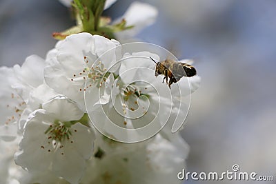 Bee Approaches Cherryblossom Stock Photo