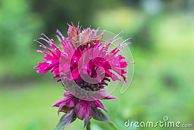 Bee balm with bokeh background Stock Photo