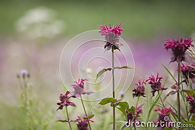 Bee balm flowers Monarda Stock Photo
