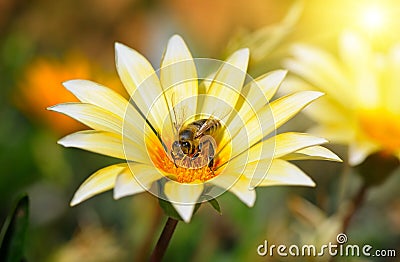 Bee on beautiful flower in the sun Stock Photo