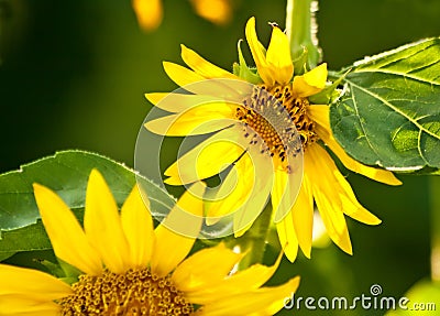 A Bee In a Beautiful Organic Sunflower Stock Photo