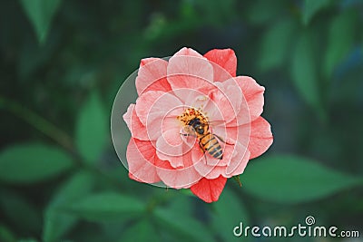 A bee in the beautiful salmon pink bloomed flower Stock Photo