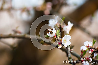 Bee on a blossom almond branch Stock Photo