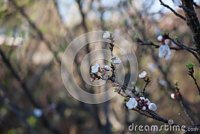 BEE ON BLOSSOM Stock Photo