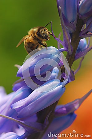 Bee on bluebells Stock Photo