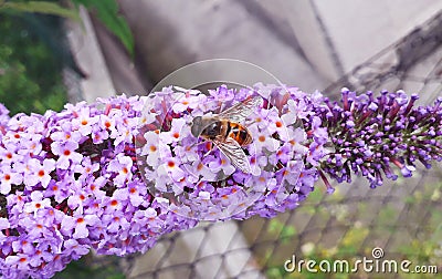 The bee on the branch pink flower on the Buddleia davidii commonly The butterfly bush in the summer. Macro photography Stock Photo