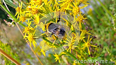 Bee bumble bee pollinates flowers on a summer field and meadow nature nectar wild life background Stock Photo