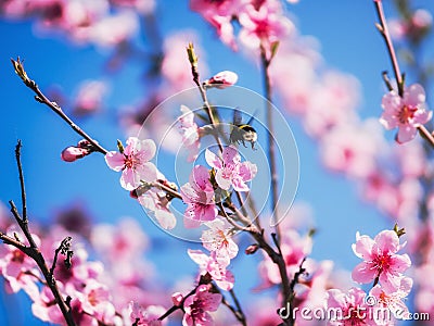 bee bumblebee flies up to the spring blossoming pink flowers of fruit tree branches Stock Photo