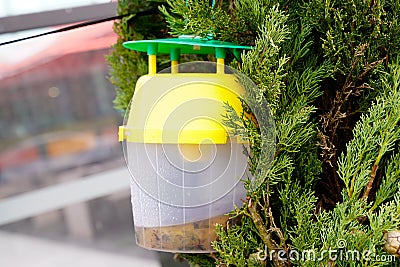 Bee bumblebee trap full of dead insects hanging from garden tree Stock Photo