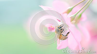 Honey bee pollinating cherry blossoms. insect, flower, agriculture honeybee, sakura, banner, beauty in Nature Stock Photo