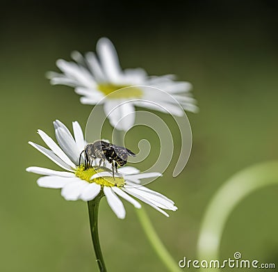 Bee on Chrysanthemum leucanthemum Stock Photo