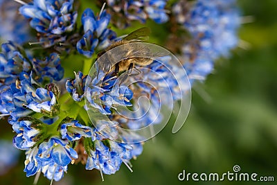 Bee on blue flower Echium candicans Fastuosum Stock Photo
