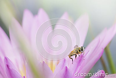 Bee close-up on pink lotus flower leaf Stock Photo