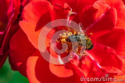 Bee in the closeup on a red blossom Stock Photo