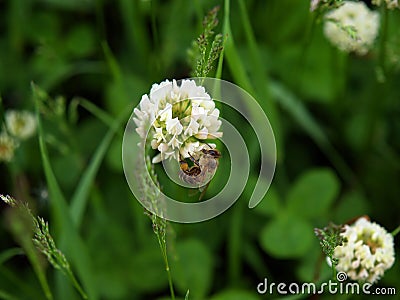 bee-clover-flower-2241890.jpg