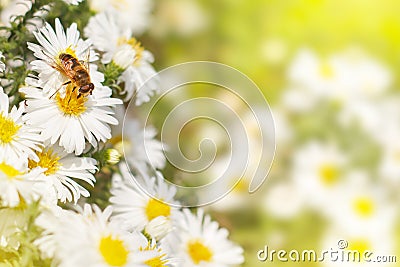 Bee collect nectar pollen from the white flower Asters on a gr Stock Photo