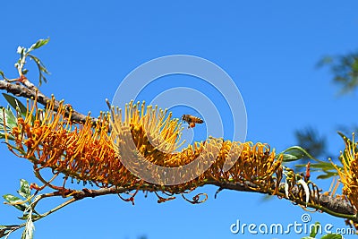 Southern Silky Oak flowering branch with bee flying by blue sky Stock Photo