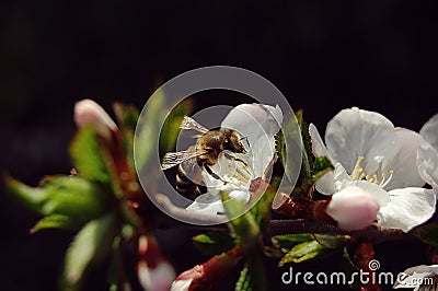 Bee collecting nectar from flower of cherry, close-up Stock Photo