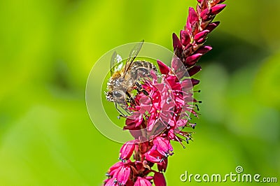 Bee collecting nectar on a knotweed flower blossom Stock Photo