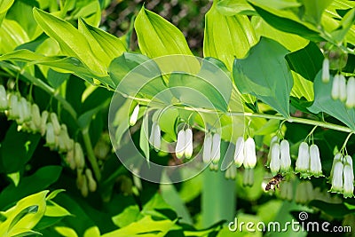 Bee collecting nectar Polygonatum multiflorum Stock Photo