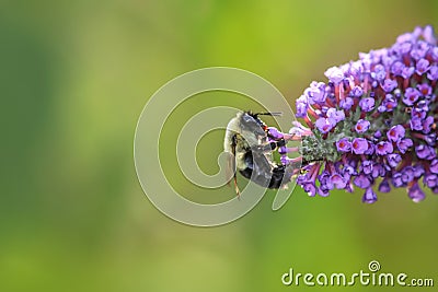 Bee collecting pollen at flowers Stock Photo