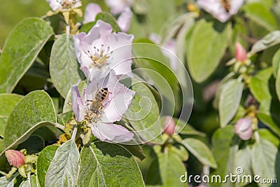 A bee collecting pollen from a quince flower. bees on a flowering quince. close up bumble bee on pink cosmos flower pollen Stock Photo