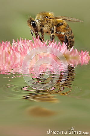 Bee collects flower nectar Stock Photo