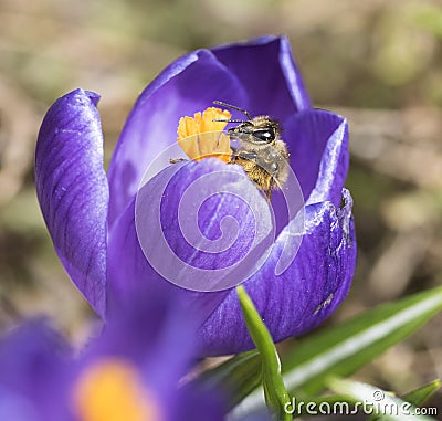 A bee collects nectar on crocus Stock Photo