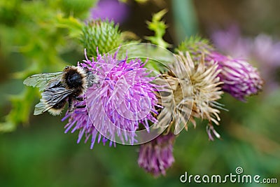 Bee collects nectar from a flower. Bumblebee summer eats pollen Stock Photo