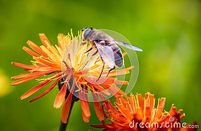 Bee collects nectar from flower crepis alpina Stock Photo