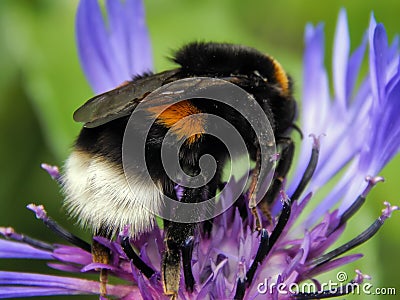 A bee collects nectar on the flowers Stock Photo