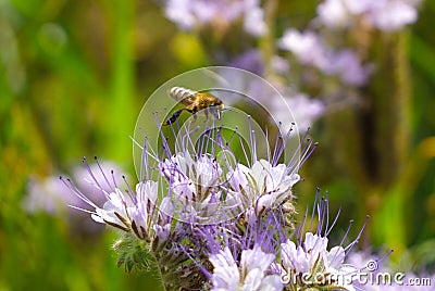 A bee collects nectar and pollen from phacelia flowers Stock Photo