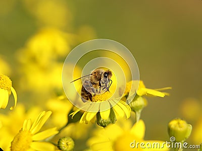 A bee collects nectar from a yellow wildflower. Macro of an insect on a plant with a blurred background. Harvesting. Pollination Stock Photo