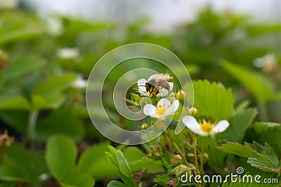 bee collects pollen on blooming strawberries in garden Stock Photo