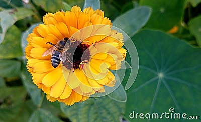 The bee collects the pollen. Stock Photo