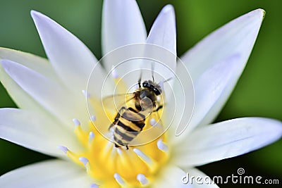 Bee Stock Photo