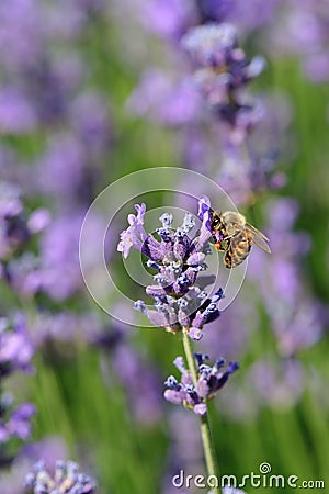 Bee collects scented lavender flower Stock Photo