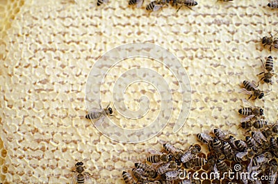 Bee colony on the honeycombs. Beekeeping and getting honey. Hive Stock Photo