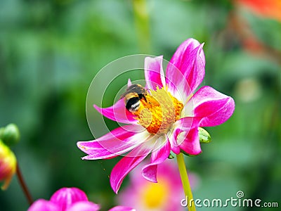 Bee on a colorful single blooming Peony pink and white Dahlia with broad and flat petals and green bokeh leaf background Stock Photo