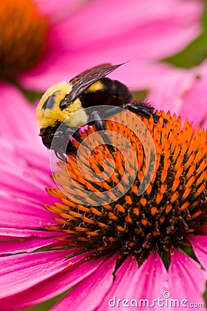 Bee on Coneflower 4674 Stock Photo