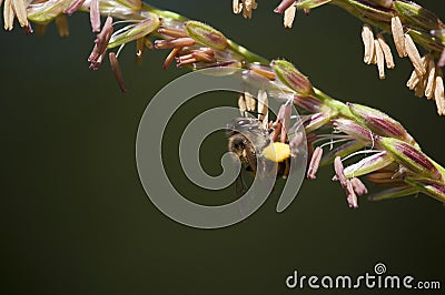 Bee on a Corn or Mealie Flower, South Africa Stock Photo
