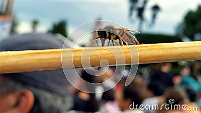 Bee in a crowd Stock Photo