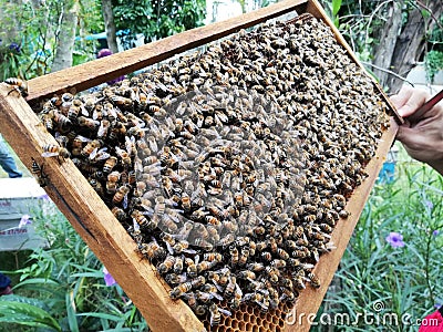 bee culturing, worker bees in the artificial honeycomb, wood frame Stock Photo