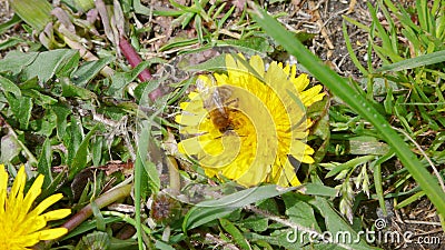Bee on a dandelion 1 Stock Photo
