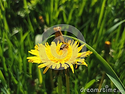 Bee on dandelion in the field. Taraxacum officinale Stock Photo